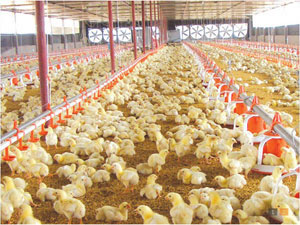 Оборудование Для Выращивания Бройлеров