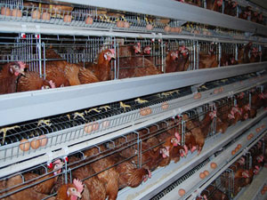 Клеточное Оборудование Для Выращивания Кур-несушек С Н-образной Рамой